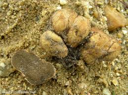 Attēlu rezultāti vaicājumam “Rhizopogon luteolus”