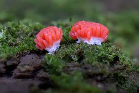 Attēlu rezultāti vaicājumam “Tubifera ferruginosa subsp. acutissima”