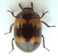 Attēlu rezultāti vaicājumam “Diaperis boleti”