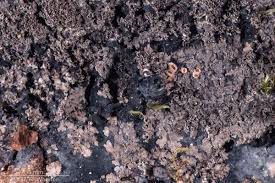 Attēlu rezultāti vaicājumam “Parmeliella triptophylla”