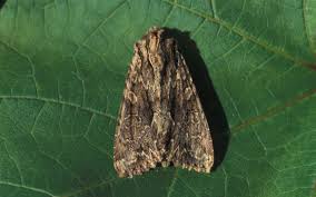 Attēlu rezultāti vaicājumam “Apamea monoglypha”