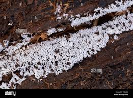 Attēlu rezultāti vaicājumam “Stemonitidaceae”