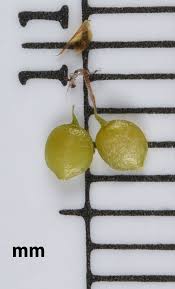 Attēlu rezultāti vaicājumam “Carex viridula fruit”