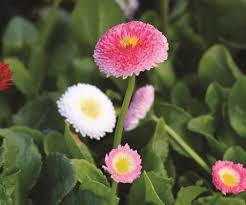 Attēlu rezultāti vaicājumam “Bellis perennis flower”