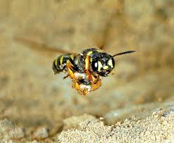 Attēlu rezultāti vaicājumam “Cerceris arenaria”