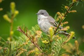 Attēlu rezultāti vaicājumam “Sylvia curruca adult”