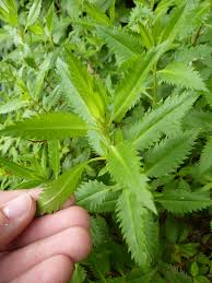 Attēlu rezultāti vaicājumam “Haloragaceae”