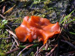 Attēlu rezultāti vaicājumam “Melastiza chateri”