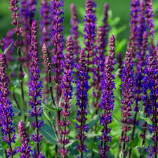Attēlu rezultāti vaicājumam “Salvia nemorosa leaf”