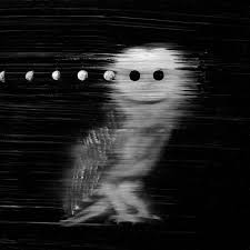 Attēlu rezultāti vaicājumam “Najas flexilis”