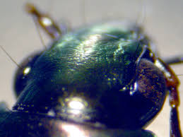 Attēlu rezultāti vaicājumam “Poecilus versicolor”