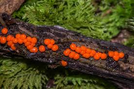 Attēlu rezultāti vaicājumam “Badhamia capsulifera stalked”