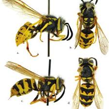 Attēlu rezultāti vaicājumam “Vespula germanica”