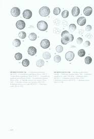 Attēlu rezultāti vaicājumam “Badhamia dubia”