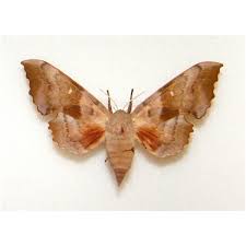 Attēlu rezultāti vaicājumam “Laothoe populi”