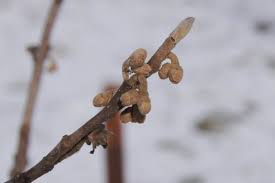 Attēlu rezultāti vaicājumam “Hamamelis japonica bud”