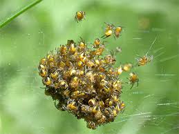 Attēlu rezultāti vaicājumam “Araneus diadematus eggs”
