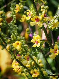 Attēlu rezultāti vaicājumam “Verbascum blattaria flower”