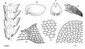 Attēlu rezultāti vaicājumam “Tritomaria exsectiformis cells”