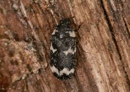 Attēlu rezultāti vaicājumam “Megatoma undata”