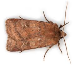 Attēlu rezultāti vaicājumam “Diarsia florida”