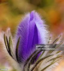 Attēlu rezultāti vaicājumam “Pulsatilla pratensis flower”