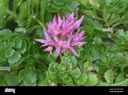 Attēlu rezultāti vaicājumam “Phedimus spurius flower”