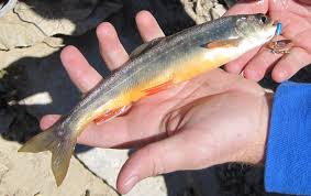 Image result for Salvelinus alpinus oquassa