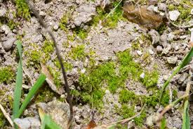 Attēlu rezultāti vaicājumam “Dicranella varia”