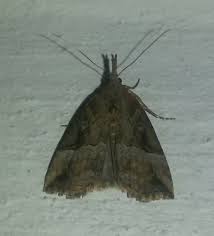 Attēlu rezultāti vaicājumam “Hypena rostralis”