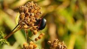 Attēlu rezultāti vaicājumam “Chrysolina sanguinolenta”