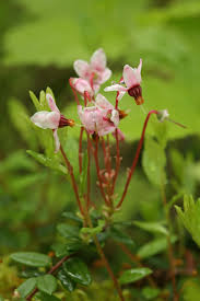 Attēlu rezultāti vaicājumam “Oxycoccus palustris flower”