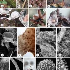 Attēlu rezultāti vaicājumam “Diderma testaceum macro”