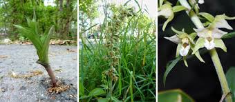 Attēlu rezultāti vaicājumam “Epipactis helleborine fruit”