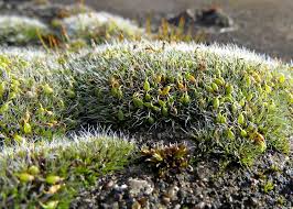 Attēlu rezultāti vaicājumam “Grimmia muehlenbeckii sporophyte”