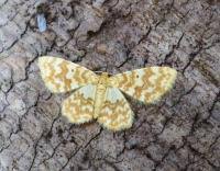 Attēlu rezultāti vaicājumam “Hydrelia flammeolaria”