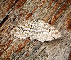 Attēlu rezultāti vaicājumam “Scopula immorata”