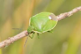 Attēlu rezultāti vaicājumam “Chlorochroa pinicola”