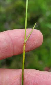 Attēlu rezultāti vaicājumam “Eriophorum gracile”