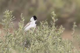 Image result for Emberiza pallasi