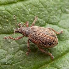 Attēlu rezultāti vaicājumam “Polydrusus mollis”