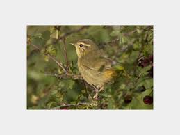 Image result for Phylloscopus schwarzi