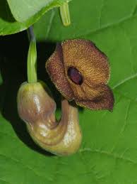 Attēlu rezultāti vaicājumam “Aristolochia durior flower”