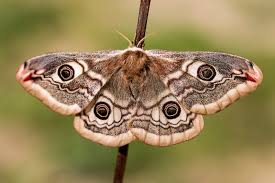 Attēlu rezultāti vaicājumam “Saturnia pavonia”