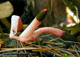 Attēlu rezultāti vaicājumam “Hemitrichia lutescens sessile”