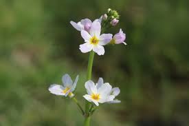 Attēlu rezultāti vaicājumam “Hottonia palustris fruit”