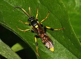 Attēlu rezultāti vaicājumam “Ichneumonidae imago”