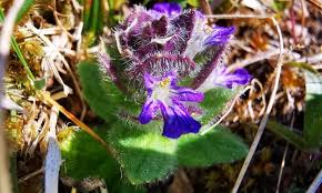 Attēlu rezultāti vaicājumam “Ajuga pyramidalis”