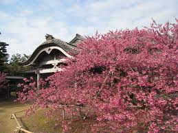 Image result for 緋寒桜