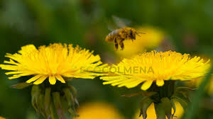 Image result for diente de leon